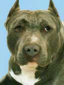 Bandog