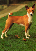 Basenji