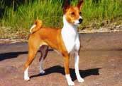 Basenji