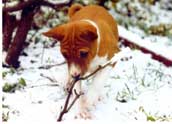 Basenji