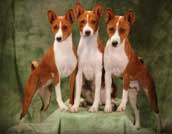 Basenji