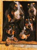 Basset Bleu de Gascogne