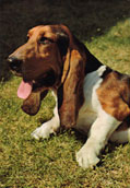 Basset Hound