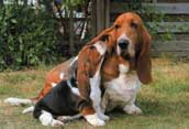 Basset Hound