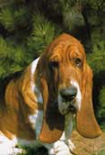 Basset Hound