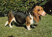 Basset Hound