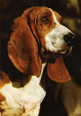 Basset Art&eacute;sien Normand