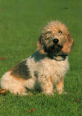 Basset Griffon Vendeen