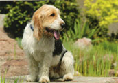 Basset Griffon Vendeen