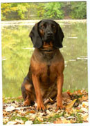 Bayersk Viltsp&aring;rhund