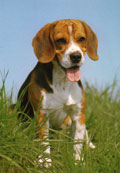 Beagle