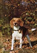 Beagle
