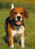 Beagle