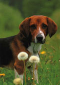 Beagle Harrier
