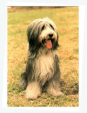 Bearded Collie