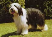 Bearded Collie