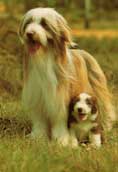 Bearded Collie