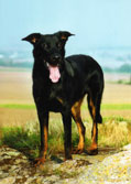 Beauceron
