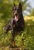 Beauceron