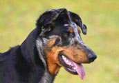 Beauceron