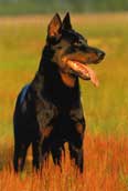 Beauceron