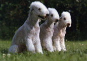 Bedlington Terrier
