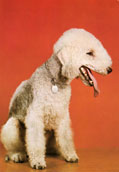 Bedlington Terrier