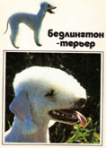 Bedlington Terrier