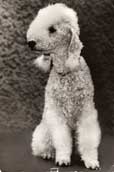 Bedlington Terrier