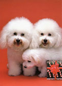 Bichon Fris&eacute;