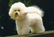 Bichon Fris&eacute;