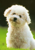 Bichon Fris&eacute;