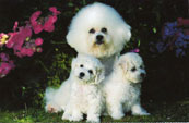 Bichon Fris&eacute;