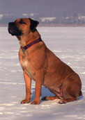 Boerboel