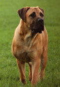Boerboel