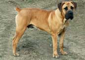 Boerboel
