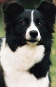 Border Collie