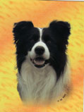 Border Collie