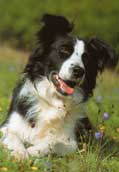 Border Collie