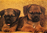 Border Terrier