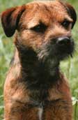 Border Terrier