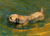 Border Terrier