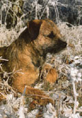 Border Terrier