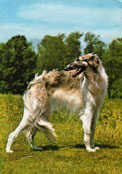 Borzoi