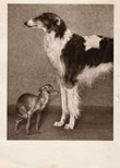 Borzoi