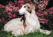 Borzoi