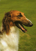 Borzoi