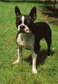 Bostonterrier
