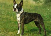 Bostonterrier