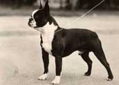 Bostonterrier